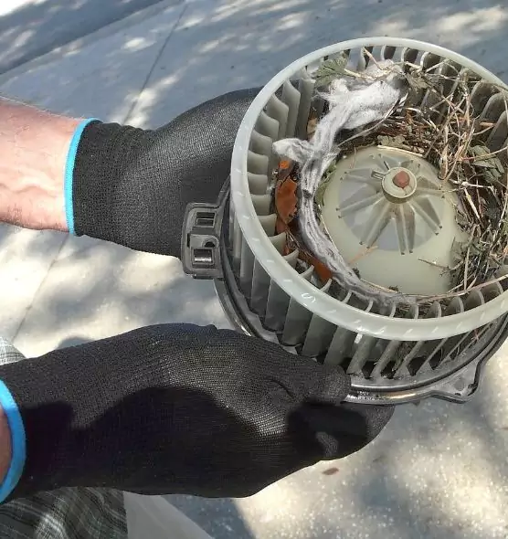 About Air Duct Mice Removal in Oviedo, FL